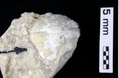 Foto (Detailansicht) von Goniodromites bidentatus (Reuss, 1859) (NHMW-GEO-1990-0041-0417)